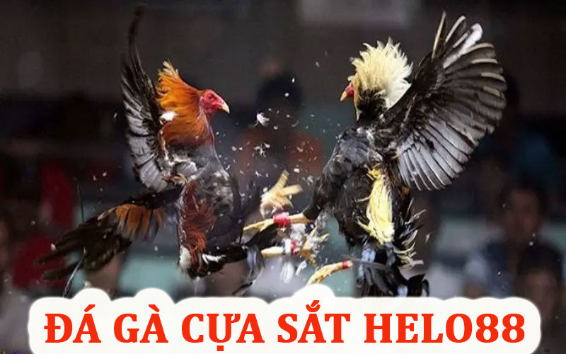 Đá Gà Cựa Sắt Helo88